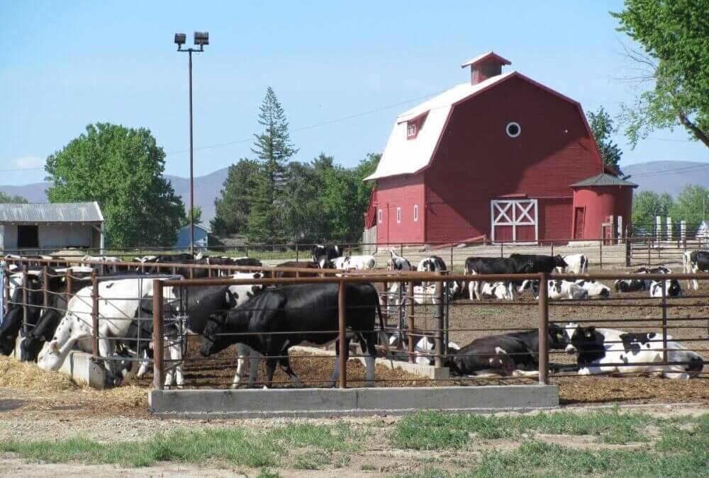 Cattle Ranch